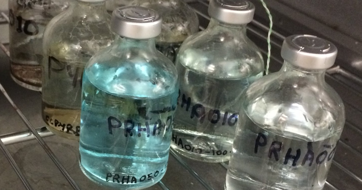 Labelled, crimp-sealed sample vials of experimental solutions on a laboratory oven shelf